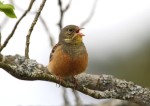 Садовая овсянка - Emberiza hortulana photo gallery-2