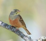 Садовая овсянка - Emberiza hortulana photo gallery-3