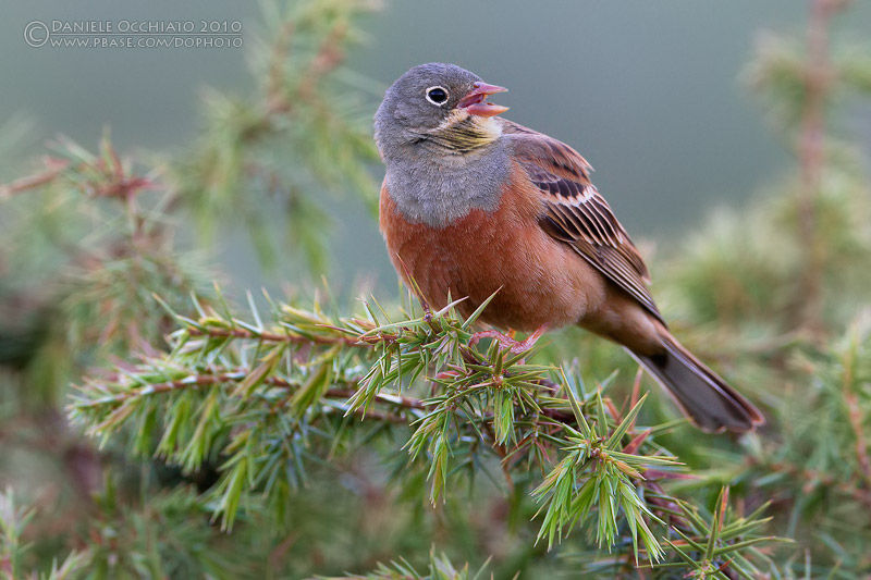 Садовая овсянка - Emberiza hortulana photo gallery-4