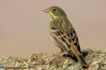 Садовая овсянка - Emberiza hortulana photo gallery-5
