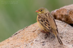Садовая овсянка - Emberiza hortulana photo gallery-6