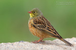 Садовая овсянка - Emberiza hortulana photo gallery-7