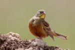 Садовая овсянка - Emberiza hortulana photo gallery-8