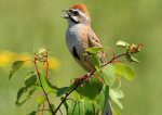 Овсянка Янковского - Emberiza jankowskii (Taczanowski, 1888)