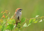 Овсянка Янковского - Emberiza jankowskii photo gallery-2