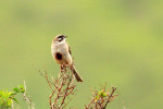 Овсянка Янковского - Emberiza jankowskii photo gallery-3