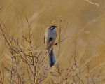 Овсянка Янковского - Emberiza jankowskii photo gallery-4