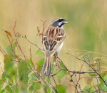 Овсянка Янковского - Emberiza jankowskii photo gallery-5