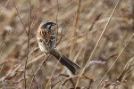 Овсянка Янковского - Emberiza jankowskii photo gallery-6