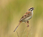 Овсянка Янковского - Emberiza jankowskii photo gallery-7