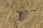Овсянка Янковского - Emberiza jankowskii photo gallery-8