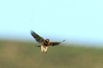 Овсянка Янковского - Emberiza jankowskii photo gallery-9