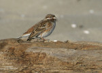 Белошапочная овсянка - Emberiza leucocephalos photo gallery-1
