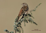 Белошапочная овсянка - Emberiza leucocephalos photo gallery-2