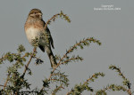 Белошапочная овсянка - Emberiza leucocephalos photo gallery-3