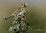 Белошапочная овсянка - Emberiza leucocephalos photo gallery-4