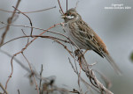 Белошапочная овсянка - Emberiza leucocephalos photo gallery-6