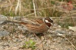 Белошапочная овсянка - Emberiza leucocephalos photo gallery-7