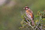 Белошапочная овсянка - Emberiza leucocephalos photo gallery-8