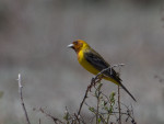 Желчная овсянка - Granativora bruniceps photo gallery-1
