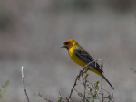 Желчная овсянка - Granativora bruniceps photo gallery-2