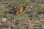 Желчная овсянка - Granativora bruniceps photo gallery-3