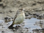 Желчная овсянка - Granativora bruniceps photo gallery-5