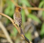 Желчная овсянка - Granativora bruniceps photo gallery-6