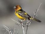 Желчная овсянка - Granativora bruniceps photo gallery-7