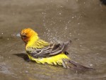 Желчная овсянка - Granativora bruniceps photo gallery-8