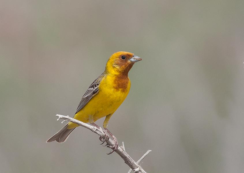 Желчная овсянка - Emberiza bruniceps (J.F. Brandt, 1841)