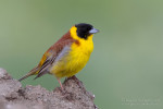 Черноголовая овсянка - Granativora melanocephala photo gallery-1
