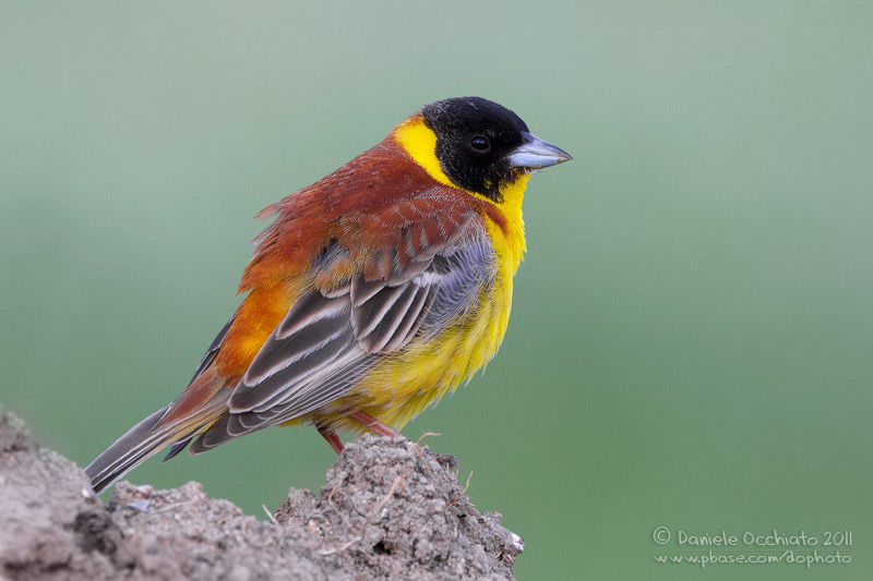 Черноголовая овсянка - Emberiza melanocephala photo gallery-2