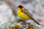 Черноголовая овсянка - Emberiza melanocephala (Scopoli, 1769)