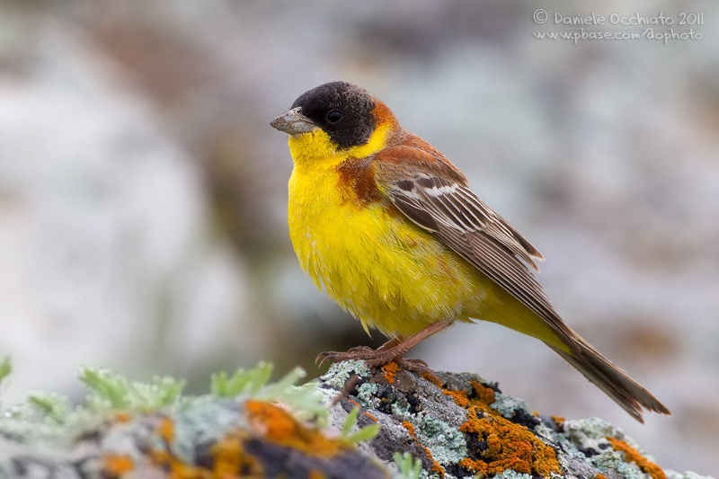 Черноголовая овсянка - Emberiza melanocephala (Scopoli, 1769)