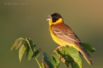 Черноголовая овсянка - Granativora melanocephala photo gallery-4