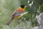 Черноголовая овсянка - Granativora melanocephala photo gallery-5