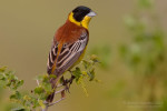 Черноголовая овсянка - Granativora melanocephala photo gallery-6