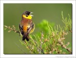 Черноголовая овсянка - Granativora melanocephala photo gallery-7