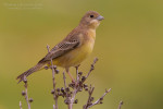 Черноголовая овсянка - Granativora melanocephala photo gallery-8