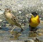 Черноголовая овсянка - Granativora melanocephala photo gallery-9