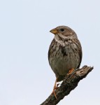 Просянка - Miliaria calandra photo gallery-1