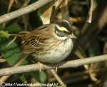 Ocyris chrysophrys photo gallery-5