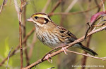 Ocyris chrysophrys photo gallery-6