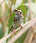 Ocyris chrysophrys photo gallery-8