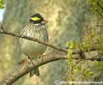 Ocyris chrysophrys photo gallery-9
