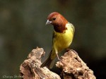 Рыжая овсянка - Ocyris rutilus photo gallery-1