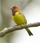 Рыжая овсянка - Ocyris rutilus photo gallery-2