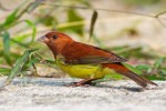 Рыжая овсянка - Ocyris rutilus photo gallery-3