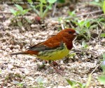 Рыжая овсянка - Emberiza rutila (Pallas, 1776)